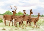 Poster DIN-A4 Rehe Figur DK61